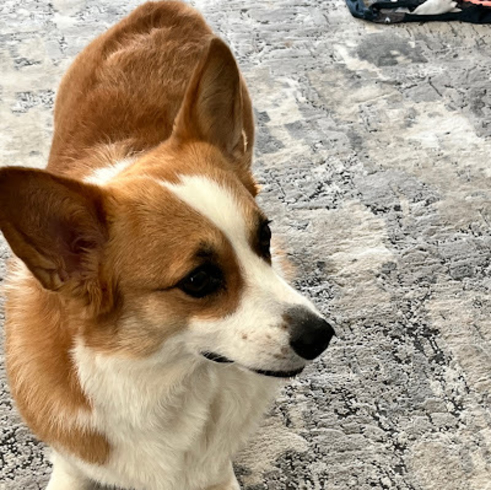 Meet your Posher, Corgi